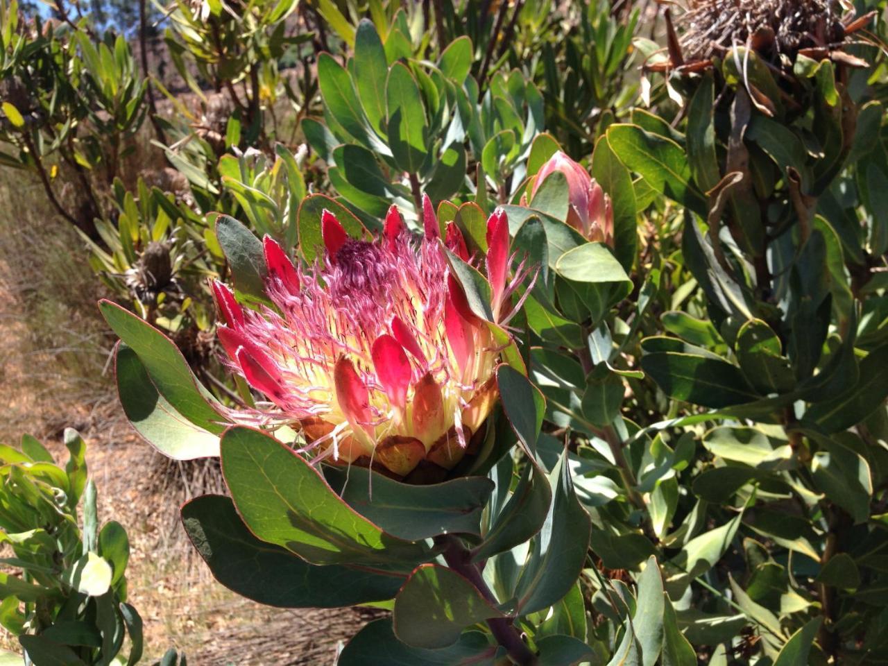 Alba House Guest House Paarl Eksteriør billede